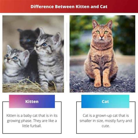 Difference Between Kitten And Cat