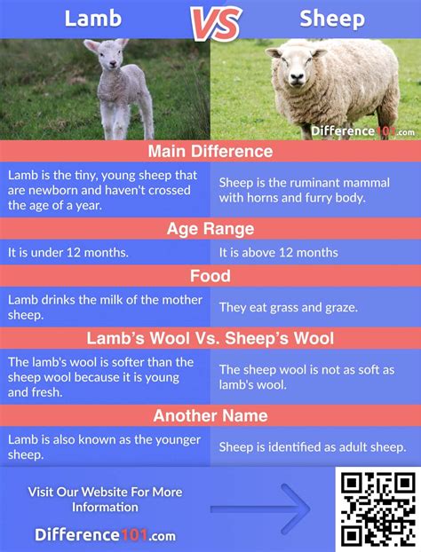 Difference Between Lamb And Sheep