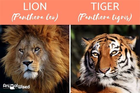 difference between lion and tiger roar