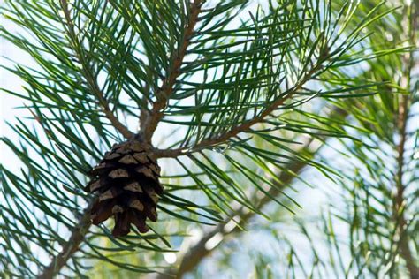 difference between loblolly and longleaf pine