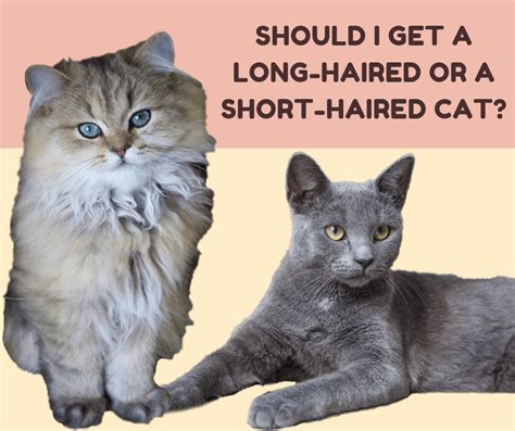 Stunning Difference Between Long Hair And Medium Hair Cats For Short Hair