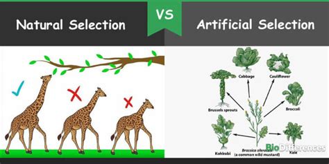 Difference Between Natural Selection And Artificial Selection