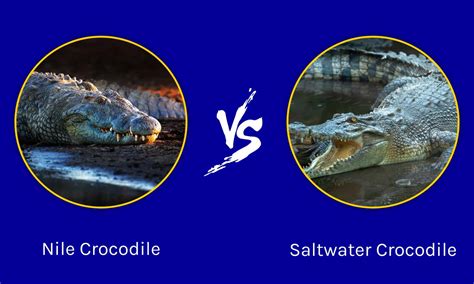 difference between nile and saltwater croc