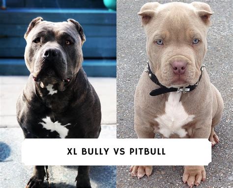 difference between pitbull and xl bully