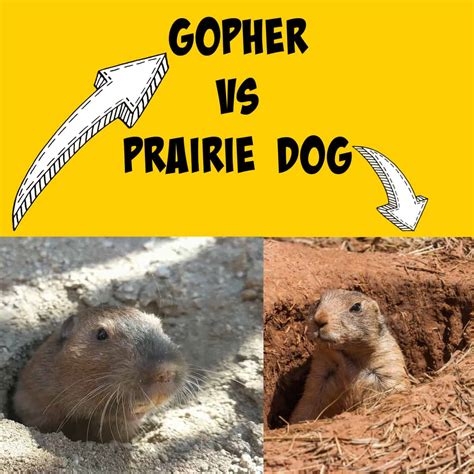 difference between prairie dog and gopher