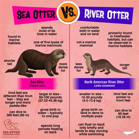 difference between river and sea otter