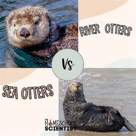 difference between sea and river otters