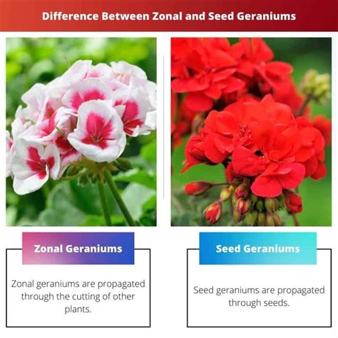 Difference Between Seed And Zonal Geraniums