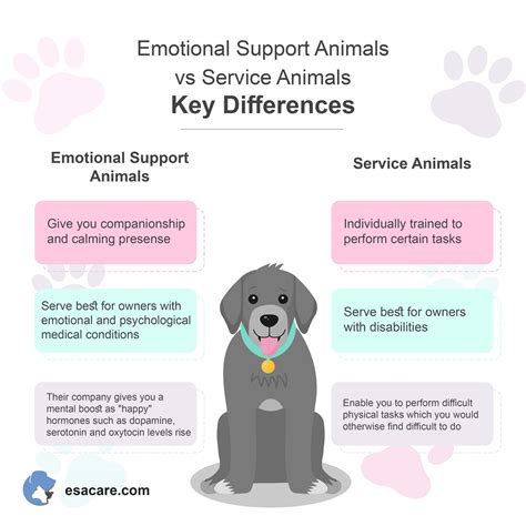 womenempowered.shop:difference between service dog and emotional support dog