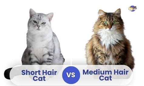 Stunning Difference Between Short Hair And Medium Hair Cats With Simple Style