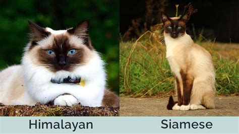 difference between siamese and himalayan cats