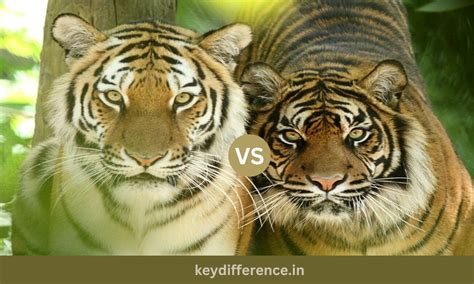 difference between sumatran and bengal tigers