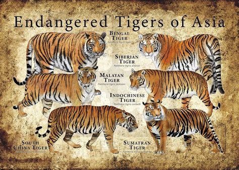 difference between tiger and bengal tiger