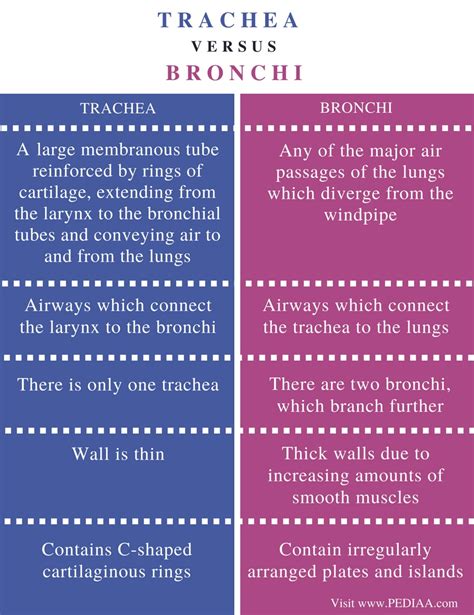 Difference Between Trachea And Bronchi