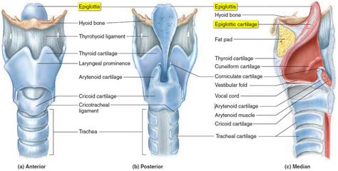 Difference Between Trachea And Epiglottis