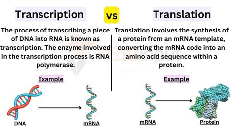 difference between transcript and transcribe