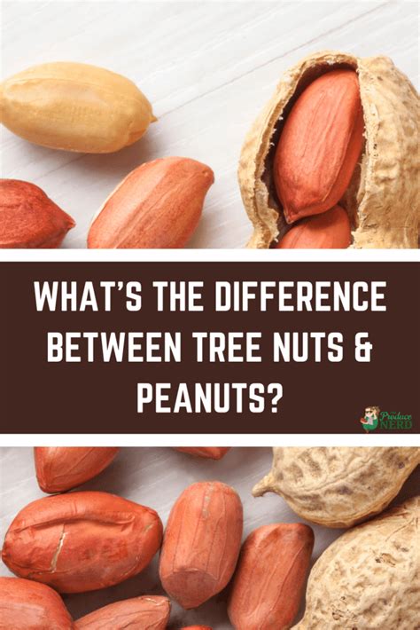 Difference Between Tree Nuts And Peanuts