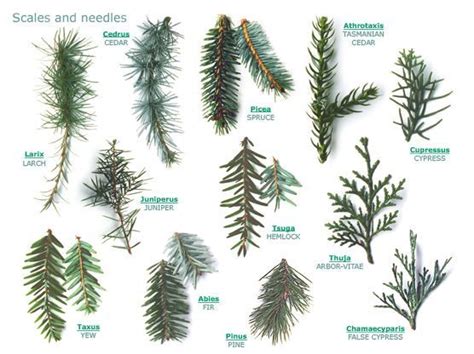 Difference Between Yew And Pine