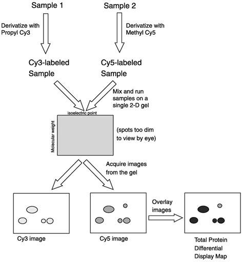 Difference Gel Electrophoresis