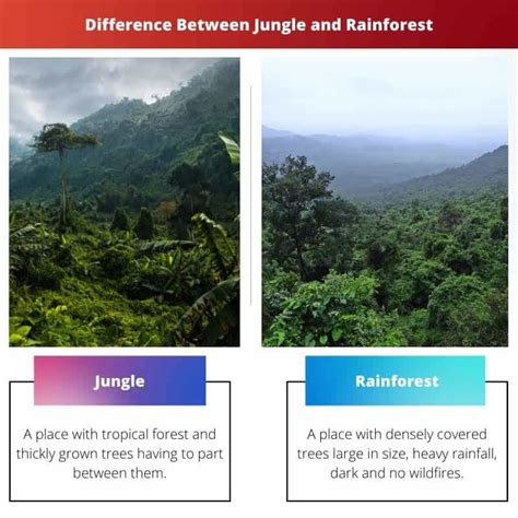 Difference In Jungle And Rainforest