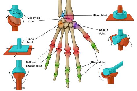 Difference In Pivot Joint And Hinge Joint