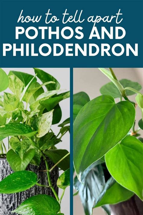 difference in pothos and philodendron