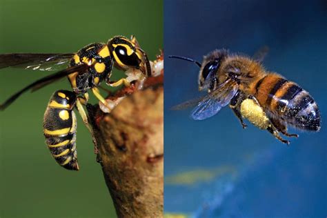 difference of wasp and bee