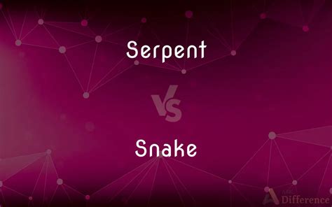 Difference Snake And Serpent