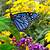 different colors of monarch butterflies pictures