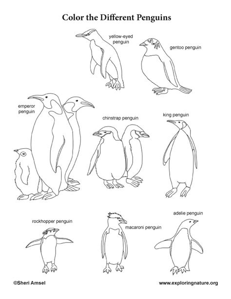 different kinds of penguins coloring page
