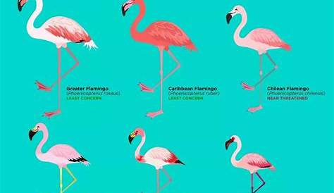 Flamingo - Espécies de Flamingos - Aves - InfoEscola