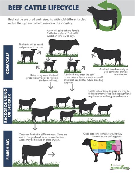 Different Types Of Beef Production System