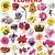 different types of flowers outline png generator transparent gif