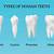 different types of teeth shapes