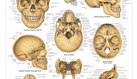 Skull Diagram | Quizlet