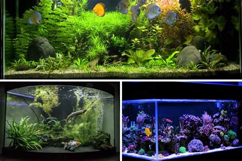 Different Aquariums