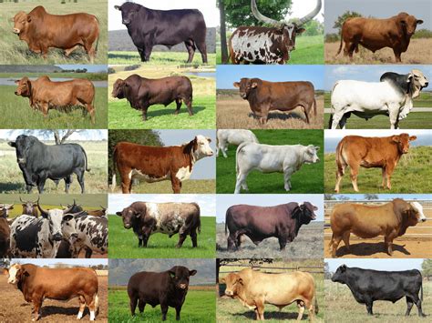 different breeds of cattle in south africa