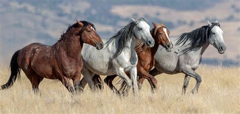 different breeds of mustang horses