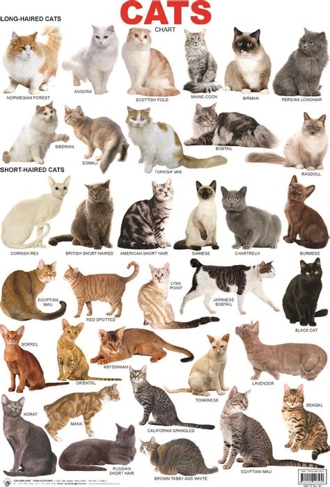 different cat breeds with pictures