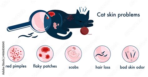Different Cat Skin Problems