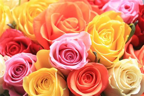 Different Color Roses Coloring Wallpapers Download Free Images Wallpaper [coloring876.blogspot.com]