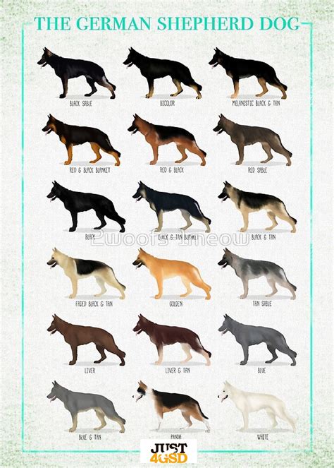 different colour german shepherds