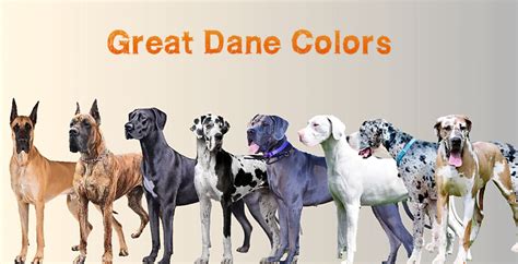 Different Colours Of Great Dane