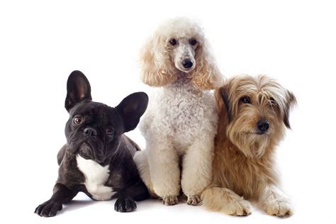 different dog breeds with pictures
