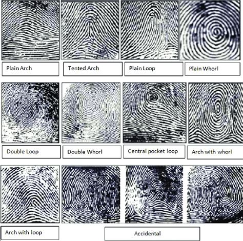 Different Fingerprint Patterns