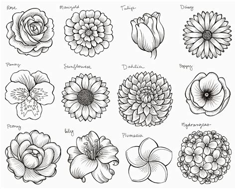 different flowers to draw