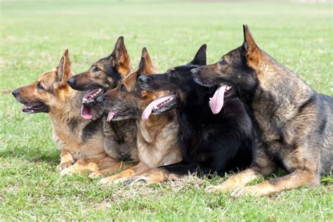 different german shepherds