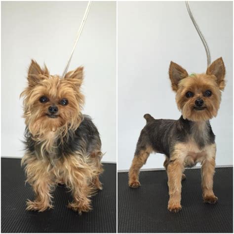 Free Different Grooming Styles For Yorkies For New Style