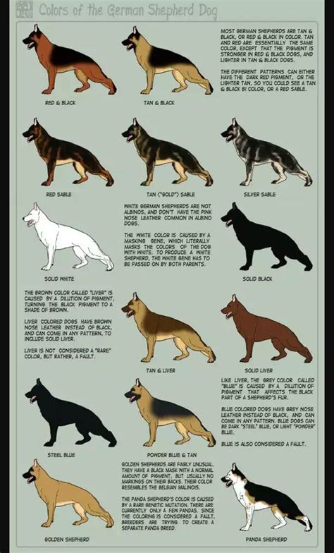 Different Gsd Coats