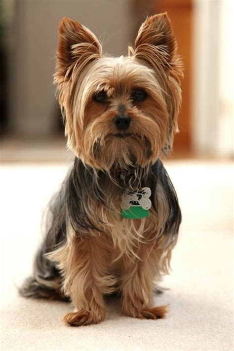 Fresh Different Haircuts For Yorkie Dogs Hairstyles Inspiration